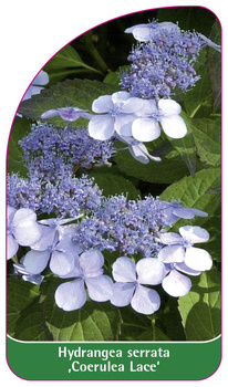 Hydrangea serrata ,Coerulea Lace'
