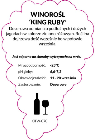Winorośl King Ruby