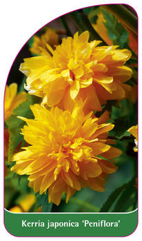 Kerria japonica 'Peniflora'