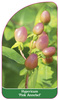 Hypericum 'Pink Annebel'