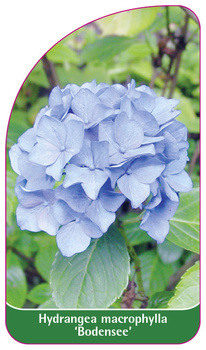 Hydrangea macrophylla 'Bodensee'