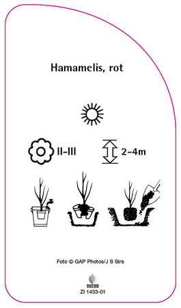 Hamamelis, rot