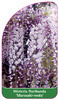 Wisteria floribunda 'Murasaki-noda'