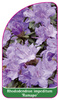 Rhododendron impeditum 'Ramapo'