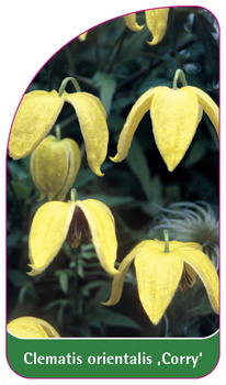 Clematis orientalis 'Corry'