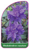 Rhododendron russatum