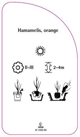 Hamamelis, orange