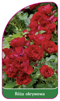 Róza okrywowa Nr. 297 B