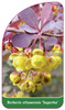 Berberis ottawensis 'Superba'