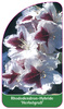 Rhododendron-Hybride 'Herbstgruß'