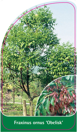 Fraxinus ornus  'Obelisk'