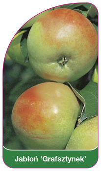 Jabłoń 'Grafsztynek'