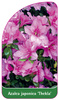 Azalea japonica 'Thekla'