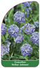 Ceanothus 'Arthur Johnson'