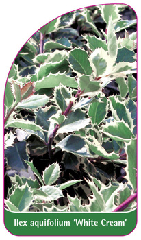 Ilex aquifolium 'White cream'