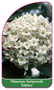 Viburnum burkwoodii 'Eskimo'