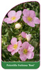 Potentilla fruticosa 'Rosé'