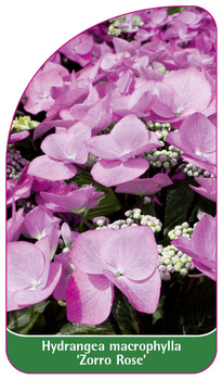 Hydrangea macrophylla (Teller) 'Rotschwanz'