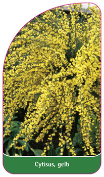 Cytisus, gelb
