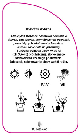 Vaccinium corymbosum 'Concorde'