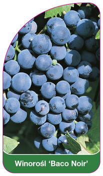 Winorośl 'Baco Noir'