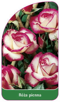 Róza pienna Nr. 36