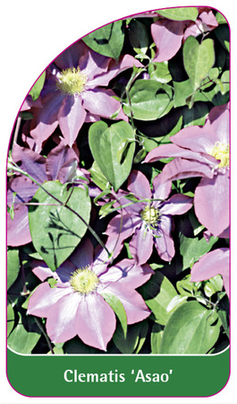 Clematis 'Asao'
