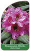Rhododendron-Hybride dunkelrosa