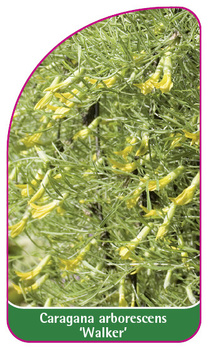 Caragana arborescens 'Walker'