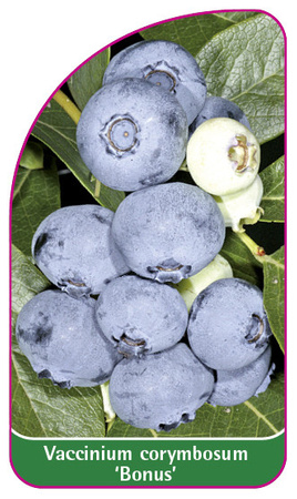 Vaccinium corymbosum 'Bonus'