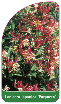 Lonicera japonica 'Purpurea'