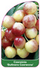 Cireș dulce 'Buttnera Red'