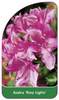 Azalea 'Rosy Lights'