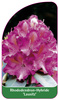 Rhododendron-Hybride 'Lausitz'