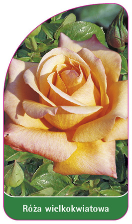 Róza wielkokwiatowa Nr. 205