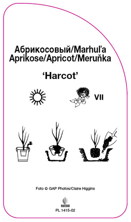 Meruňka 'Harcot'