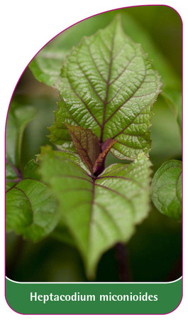 Heptacodium miconioides