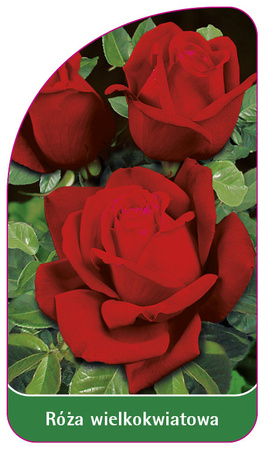 Trandafir cu flori mari Nr. 224