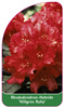 Rhododendron-Hybride 'Wilgens Ruby'