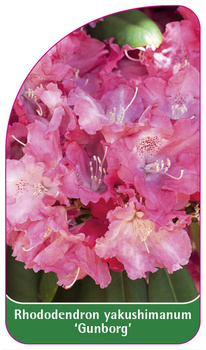 Rhododendron yakushimanum 'Gunborg'
