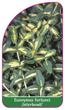 Euonymus fortunei ,Interbowli'