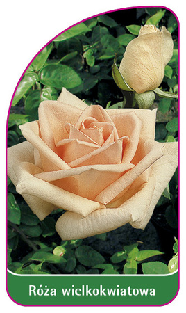 Róza wielkokwiatowa Nr. 214