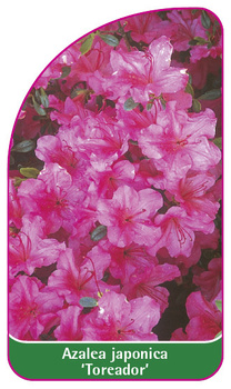 Azalea japonica 'Toreador'