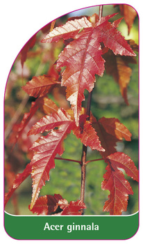 Acer ginnala