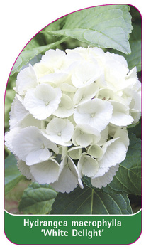 Hydrangea macrophylla 'White Delight'