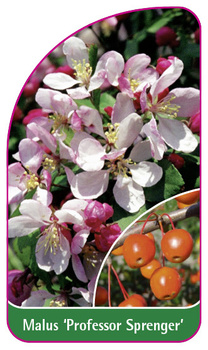 Malus 'Professor Sprenger'