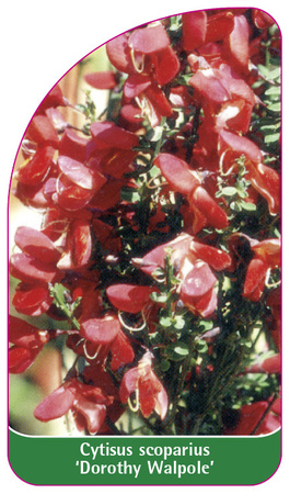 Cytisus scoparius 'Dorothy Walpole'