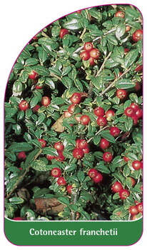 Cotoneaster franchetii