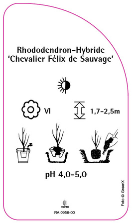 Rhododendron-Hybride 'Chevalier Félix de Sauvage',