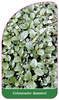 Cotoneaster dammeri